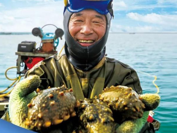 海参行业安全典范丨好当家海参连续14年获得国家有机认证
